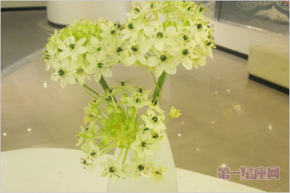 3月19日花語：伯利恒之星，生日花語敏感