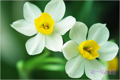 3月23日花語：絕世水仙，生日花語自豪