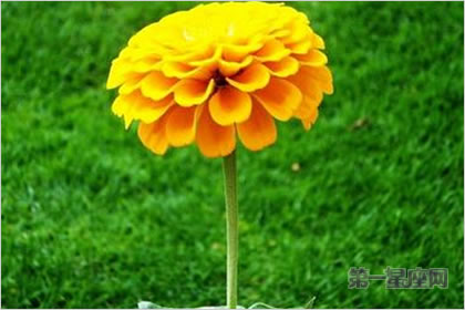 3月25日花語：金盞花，生日花語救濟