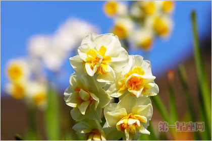 3月31日花語：小型水仙，生日花語沉默