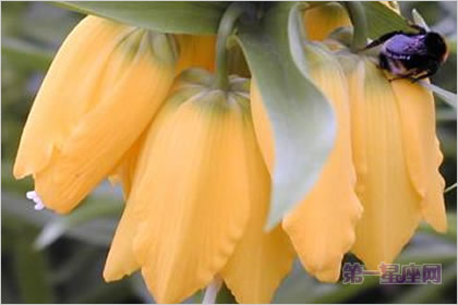 4月4日花語：帝王貝母，生日花語忍耐