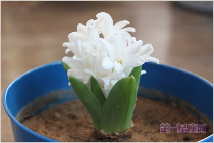4月6日花語：風(fēng)信子，生日花語休憩