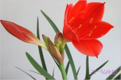 4月9日花語：紅水仙，生日花語悔改