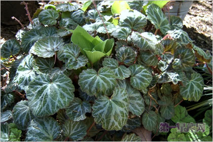 4月12日花語：虎耳草，生日花語持續