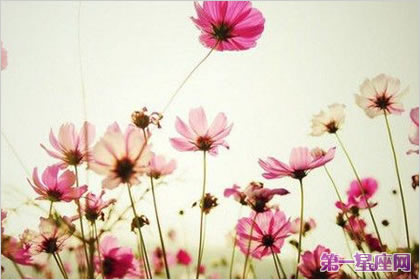 格桑花的花語(yǔ)是幸福吉祥嗎？