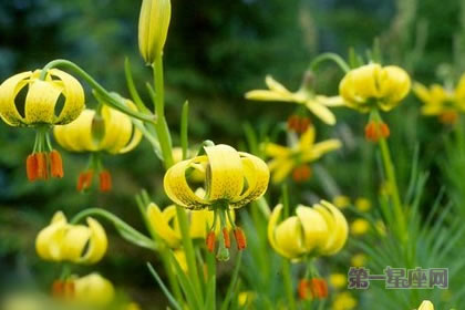 5月31日花語：庇里牛斯百合，生日花語尋覓