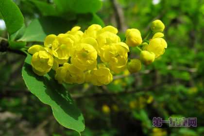 6月9日花語：小檗，生日花語善與惡