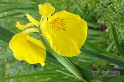 6月10日花語：黃色鳶尾，生日花語勝利