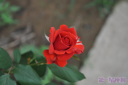 一年四季都盛開的花是什么花？