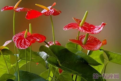 一年四季都盛開的花是什么花？