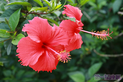 一年四季都盛開的花是什么花？