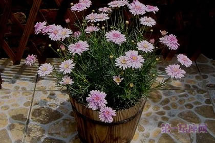 6月11日花語：法蘭西菊，生日花語冷靜