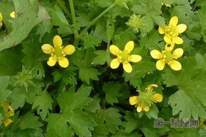 6月13日花語：毛茛，生日花語受歡迎