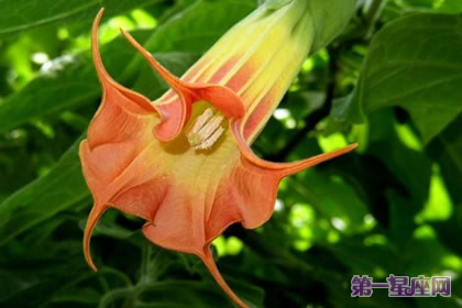 代表高貴的花？什么花代表女人的高貴