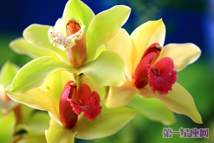 代表四季的花語：春夏秋冬代表花是什么？