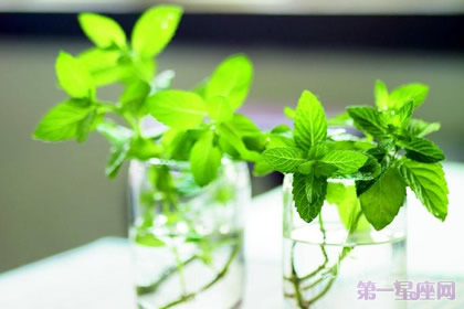 薄荷的花語代表永久的愛