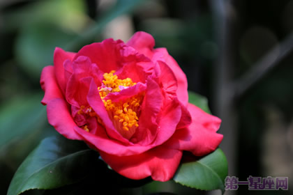 茶花花語：紅露珍的花語是什么？