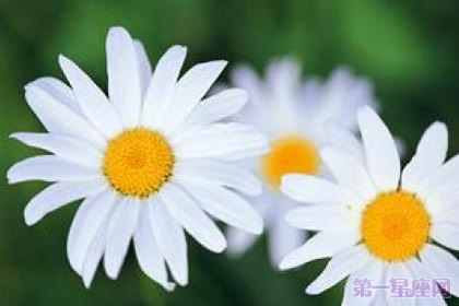 瑪格烈菊花語是什么？