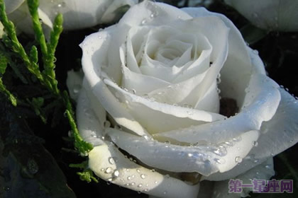 【玫瑰花語】洛麗瑪絲玫瑰花語