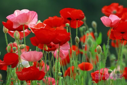 6月18日花語(yǔ)：角罌粟，生日花語(yǔ)耐心