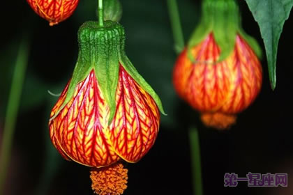 代表感恩的花語？什么花代表感恩！