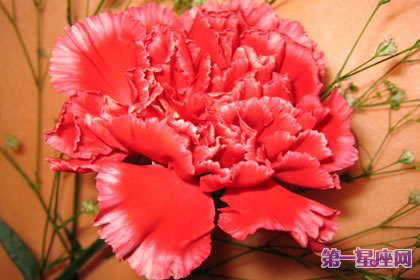 什么花代表感恩老師？