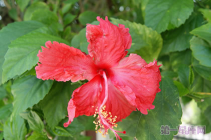 大紅花是馬來西亞的國花