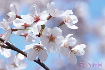 日本的國花是什么花？櫻花