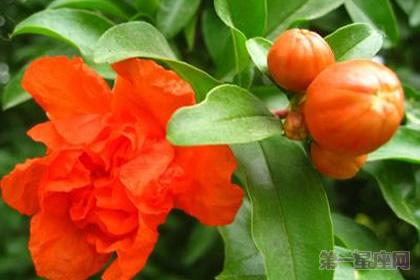 西班牙的國(guó)花是什么花？