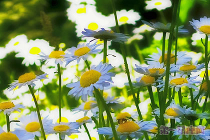意大利的國花是什么花—雛菊