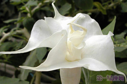 推薦幾種代表高貴的花？