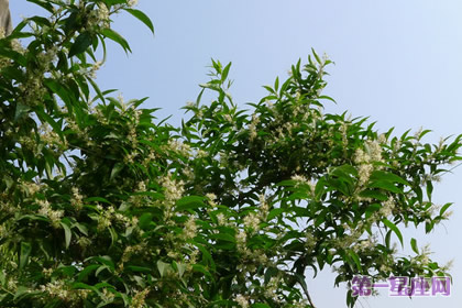五谷樹花語和象征代表意義