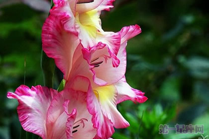 四大切花唐菖蒲的花語是什么？