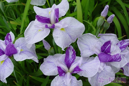花菖蒲花語是什么？