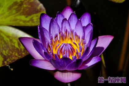 紫色睡蓮的花語：夢幻，純潔，好運
