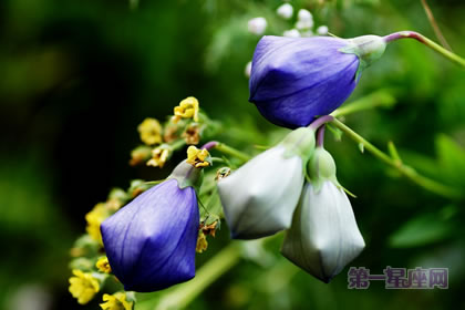 【戀愛花語】什么花代表戀愛？