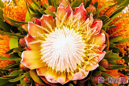 帝王花的花語：勝利、圓滿