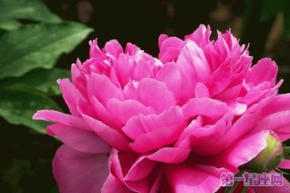 秋牡丹花語及代表含義是什么？