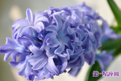 各種花的花語：代表憂傷的花和花語