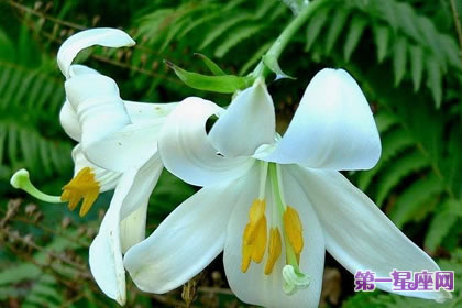 7月2日花語：圣母百合花，生日花語清純