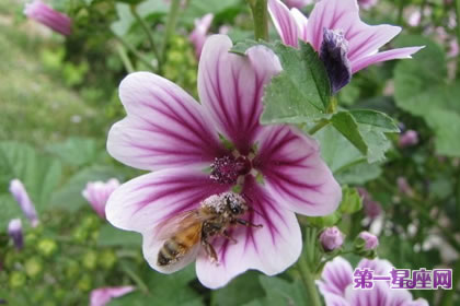 7月3日花語：錦葵，生日花語風(fēng)味