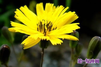 7月6日花語：黃鵪菜，生日花語喜樂