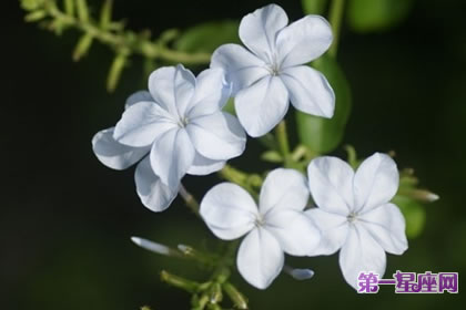 7月7日花語：水芥子，生日花語滋養