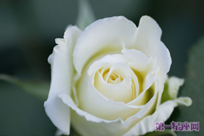 白色月季花語：尊敬、崇高