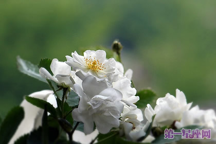 白色薔薇花：代表著純潔的愛情