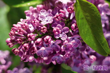 丁香花花語的含義及介紹