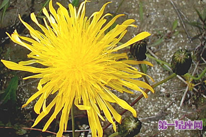 7月9日花語：沼澤薊，生日花語支持