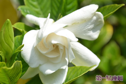 花語大全：春天花的花語