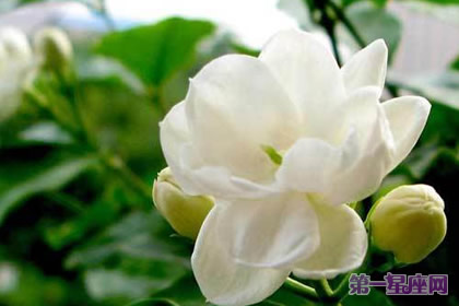花語大全：夏天花的花語