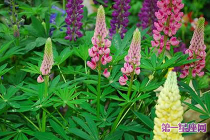 7月13日花語：羽扇豆，生日花語苦澀